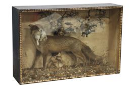 Taxidermy - Fox carrying rabbit, 19th century, full mount, on a fungi covered branch,