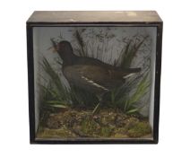 Taxidermy - Late Victorian Moorhen, naturalistically mounted on faux mossy rocks,