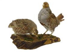 Taxidermy - Two Grey Partridge mounted on bark plinth,