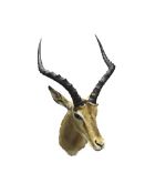 Taxidermy - African Black Faced Impala, full head and neck,