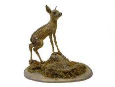 Taxidermy - Deer Fawn, mounted on naturalistic bark base,
