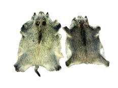 Taxidermy - Two Wild Boar skins,