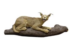 Taxidermy - African Caracal, full mount in recumbent defensive pose, on faux tree branch,