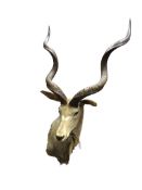 Taxidermy - African Greater Kudu, large full head and neck,
