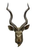 Taxidermy - African Kudu, full head and neck,