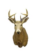 Taxidermy - Virginia Whitetail Deer, full head and neck,