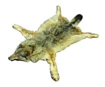 Taxidermy - Eurasian Grey Wolf skin, felt lined, c1920,