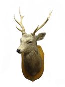 Taxidermy - Scottish Sika Deer, full head on oak shield,