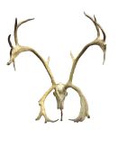 Taxidermy - Caribou antlers on full skull, 24 points,