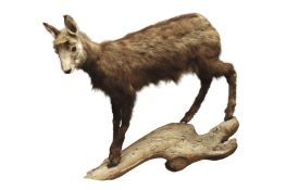 Taxidermy - Juvenile goat, mounted on naturalistic base,
