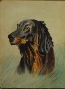 Portrait of a Red Setter,