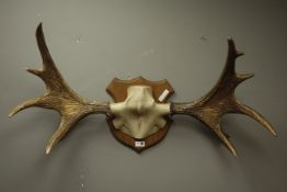 Pair moose type antlers & half skull mounted on oak shield,