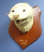 Victorian taxidermy Otter mask on shield plaque dated 1896,