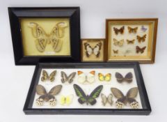 Four framed butterfly specimen displays,