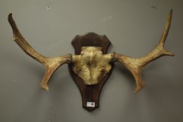 Taxidermy - pair moose antlers and half skull mounted on oak plaque,