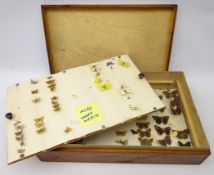 British Butterfly specimen display, containing Brimstone, Peacock, small white,