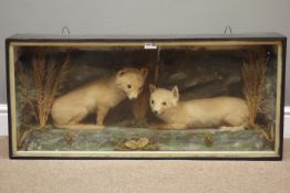 Taxidermy - early 20th century,