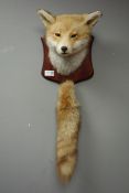 Taxidermy - Fox mask and brush mounted on shield plaque,