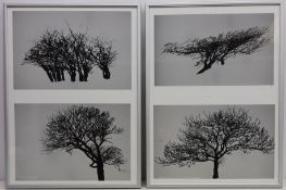 Tree Studies, two framed contemporary monochrome prints, signed with initials in pencil C.