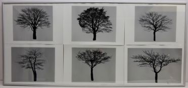 Tree Studies, six contemporary monochrome prints, framed as one, signed with initials in pencil C.