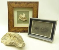 Fossils - Trassic period, Keichousaurus Hui set in stone, guizhou province, collected 1991,