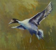 'Drake Pintail', acrylic gouache signed by Arthur Gee (British 1934-2011),