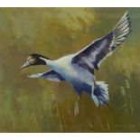 'Drake Pintail', acrylic gouache signed by Arthur Gee (British 1934-2011),