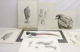 Saker Falcon, Harris Hawk and Owls,