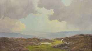 Moorland Sheep,