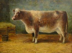 Johnson Hedley (British 1848-1914): Portrait of a Shorthorn Cow in Stable setting,