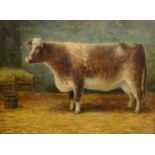 Johnson Hedley (British 1848-1914): Portrait of a Shorthorn Cow in Stable setting,