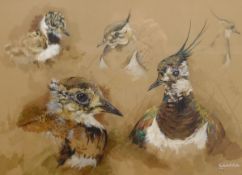 Robert E Fuller (British 1972-): Studies of a Lapwing and Young, gouache signed and dated 1992, 29.