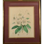 JOSEPH DALTON HOOKER Rhododendrons Four lithographs by Fitch