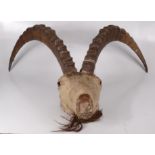 An Ibex mountain goat stuffed head, height 67cm, head length 31.5cm.