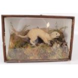 A stuffed and mounted stoat and bird, late 19th/early 20th century, in a naturalistic setting,