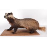 A taxidermy stuffed badger, on a rectangular wooden plinth, badger length 72cm, plinth 65 x 25cm.