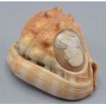 A cameo conch shell, carved with the portrait of a bearded gentleman, height 6cm, length 9.