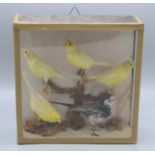 A cased group of stuffed birds, including four yellow canaries, case size height 26.