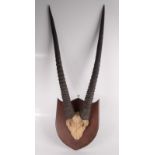 A gemsbuck/oryx part skull and horns, early 20th century, mounted on a mahogany shield,