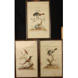 After George EDWARDS Bird studies Three hand coloured 18th century engravings