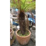 A large terracotta jardiniere, containing a tree fern, total height 188cm, height of jardinere 44cm.