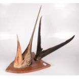 A taxidermy marlin spike and tail, mounted on a mahogany shield, height 39cm, width 29cm, depth 57.