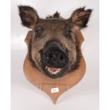 A stuffed boar's head, mounted on a wood shield, height 50cm, width 33cm, depth 52.5cm.