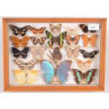 A cased glazed set of Central and South American butterflies and moths, 25.5 x 35.5cm.