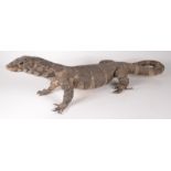 A taxidermy stuffed monitor lizard, height 22cm, length 82cm.