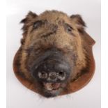 A stuffed boar's head, mounted on an oak shield, height 54cm, width 46cm, depth 53cm.