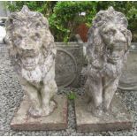 A pair of composition garden finials in the form of lions, height 54cm.