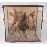 A pair of taxidermy sparrow hawks, each perched on a rock and in a naturalistic setting,
