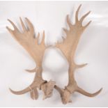 A pair of antlers, length 64cm.