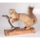 A taxidermy pine marten, mounted on a tree branch, height 34cm, length 41.5cm.
